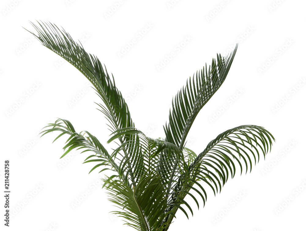 Fototapeta Beautiful tropical Sago palm leaves on white background