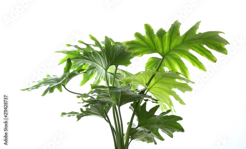 Tropical philodendron leaves isolated on white