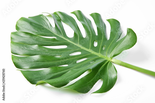Tropical Monstera leaf on white background