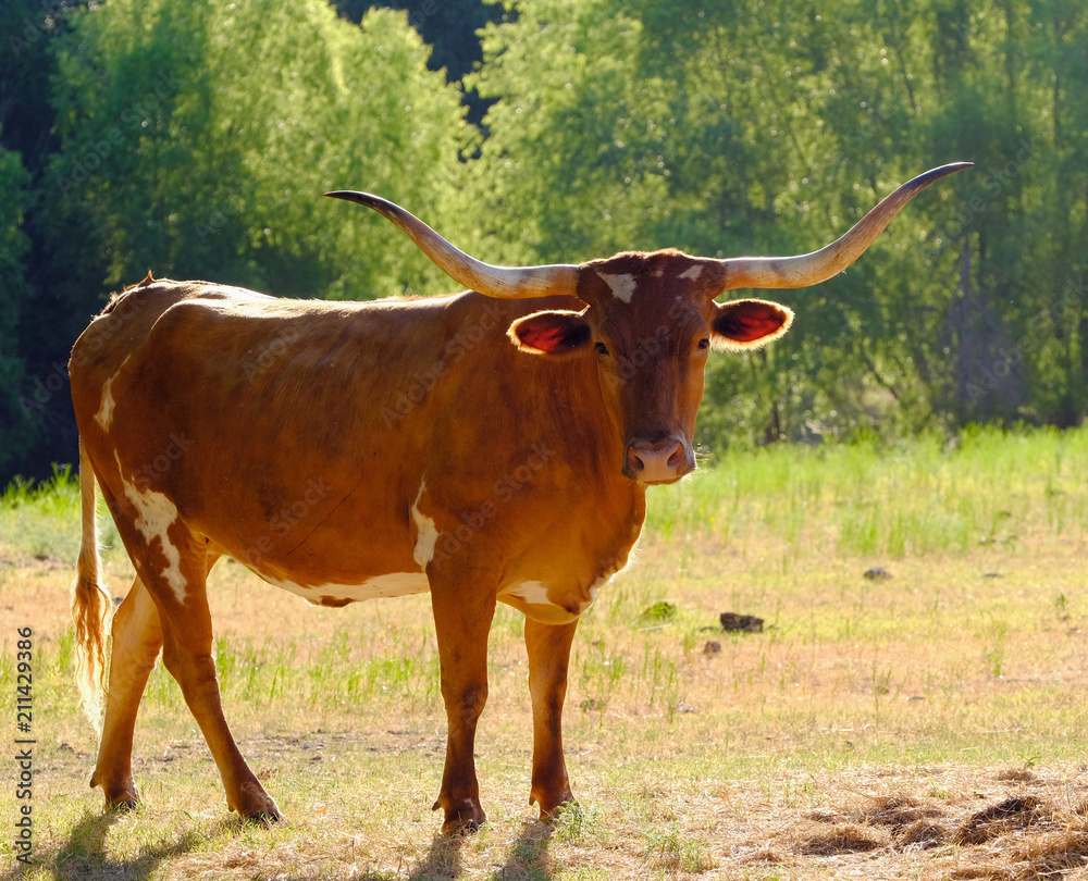 Beautiful and elegant Texas longhorn cow on rural country farm. Agriculture shown closeup with majestic animal. Beautiful and elegant Texas longhorn cow on rural country farm. Agriculture shown closeup with majestic animal.