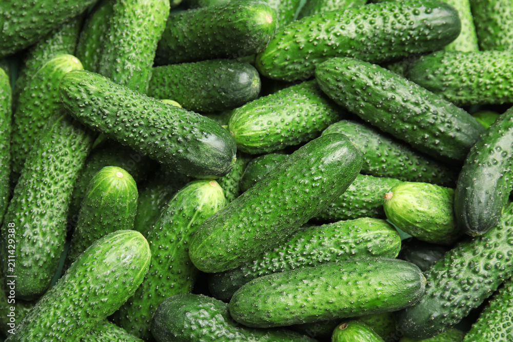 Ripe fresh cucumbers as background Ripe fresh cucumbers as background