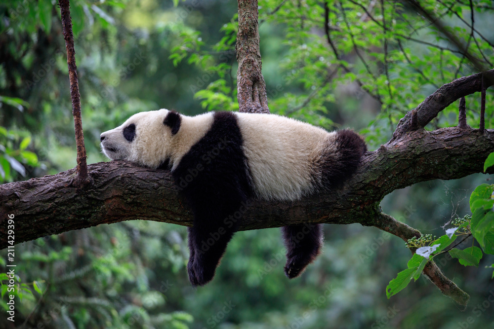 Fototapeta Leniwy niedźwiedź panda śpi na gałęzi drzewa, dzikiej przyrody w Chinach. Rezerwat przyrody Bifengxia, prowincja Syczuan.