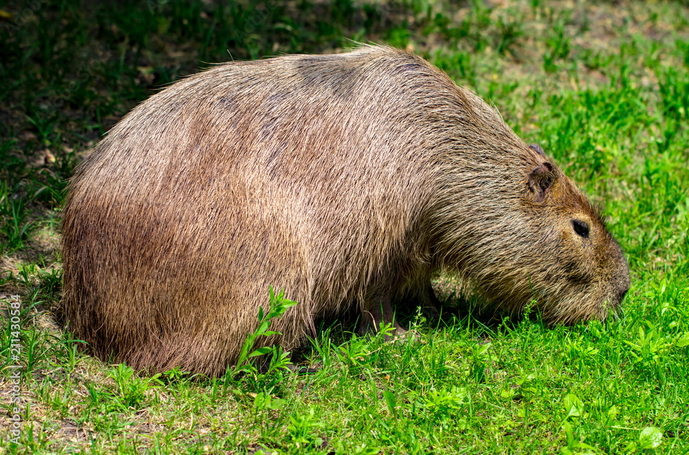  Capybaras - Hydrochaeris hydrochaeris - The largest living rodent in the world