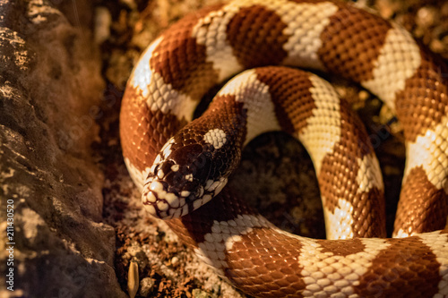 The Arizona mountain kingsnake is a beautiful species commonly located at higher elevations
