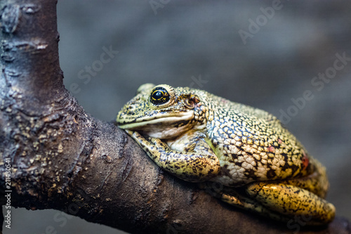 Beautiful green frog on a branch, macro photo © Oleksandr