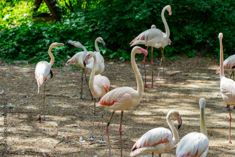 flock of beautiful pink flamingos in near the river flock of beautiful pink flamingos in near the river
