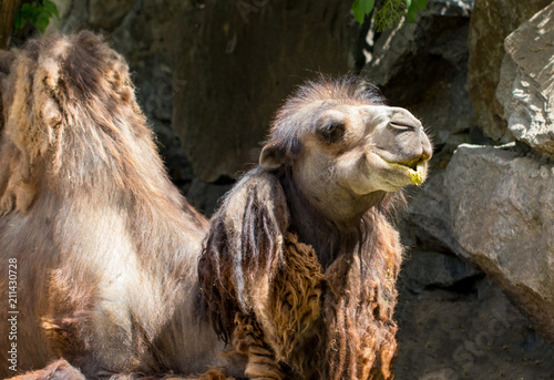 camel close up in zoo. sunny summer day © Oleksandr
