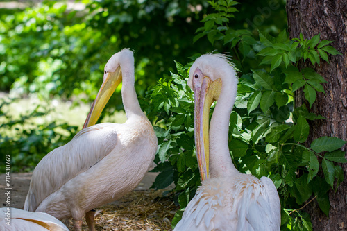great white pelican,Pelecanus onocrotalus also known as the eastern white pelican, rosy pelican or white pelican is a bird in the pelican family photo