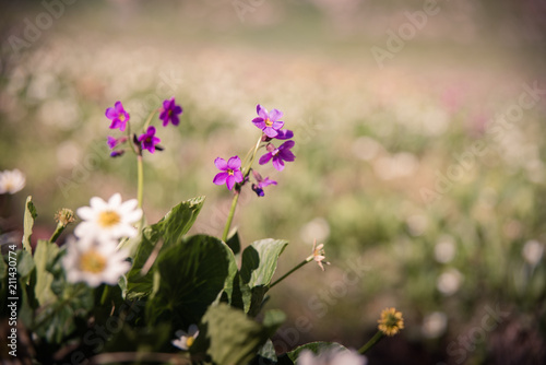 Close up of purple wildflowers in Colorado during the summer. 