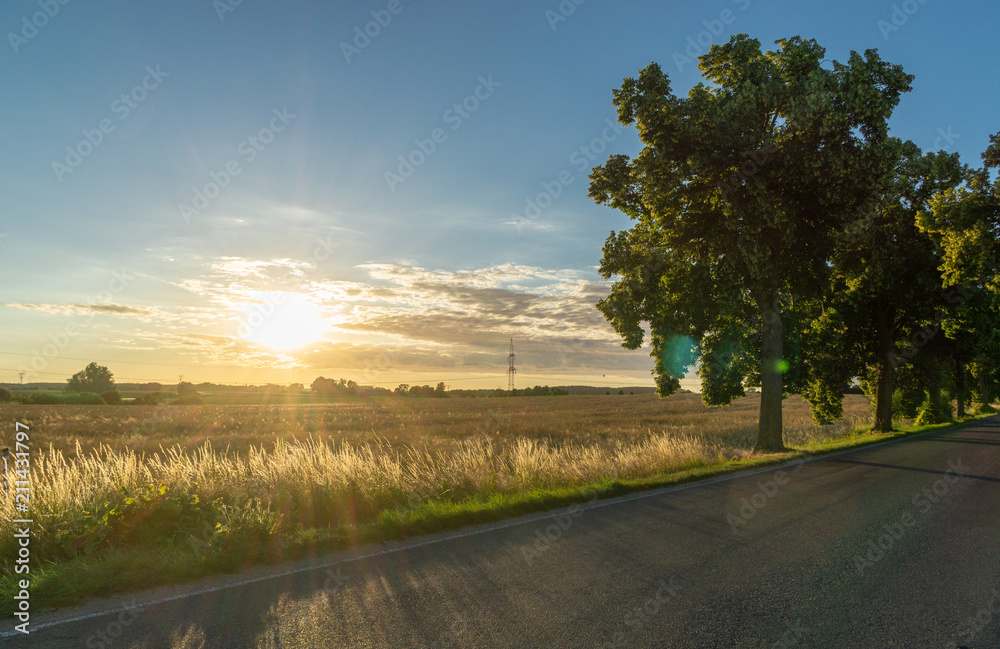 cornfield, street and trees of an avenue during evening hours, sunset