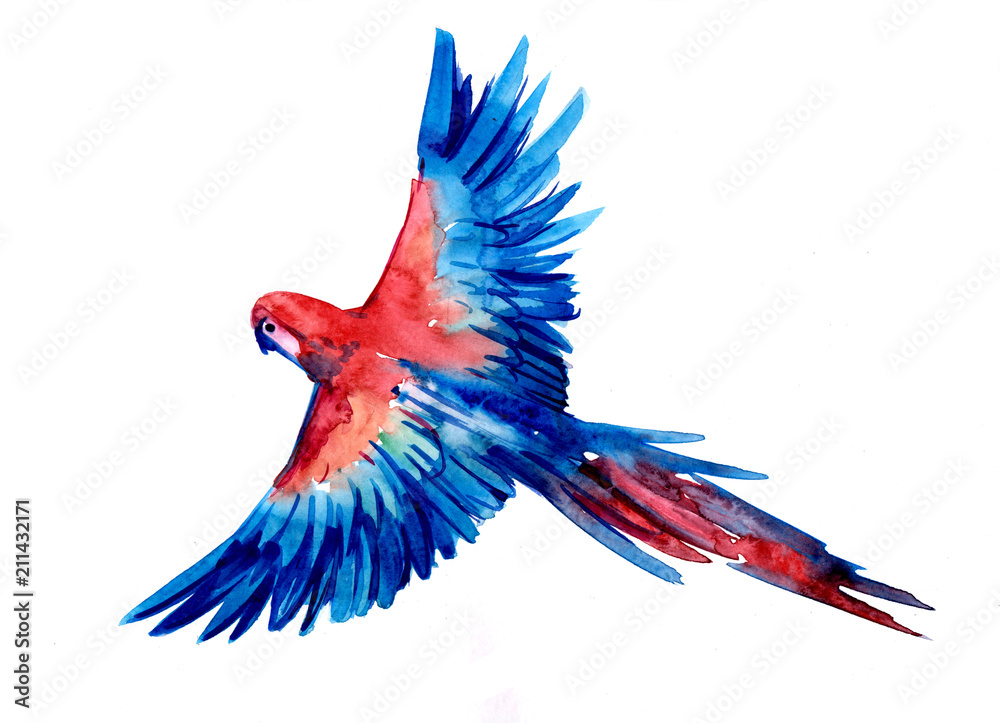 Fototapeta premium Tropical parrot Ara