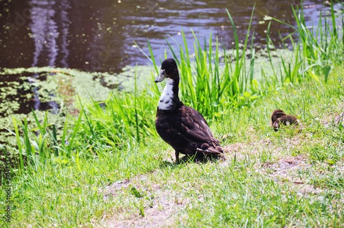 black wild goose on the pond shore