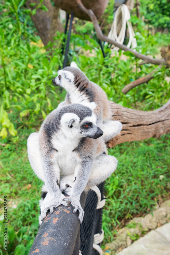Fototapeta premium Lemur in the zoo