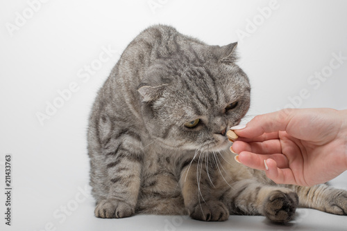 Scottish cat in color Whiskas. A cat receives a dose of medication from Veteneur on a white background, isolate © Anton
