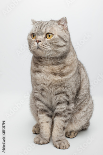 Tabby sits, on white background.