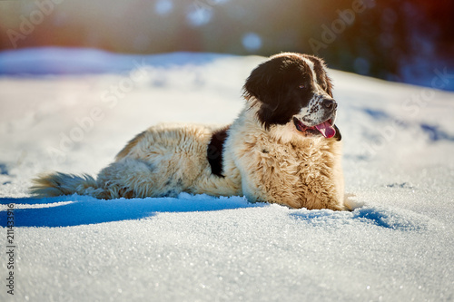 Bucovina Shepherd Dog in the snow photo