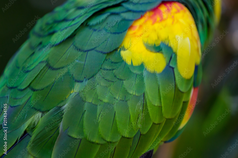 Fototapeta premium Close up of the feathers of a parrot