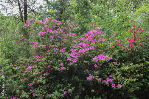 Fototapeta Naklejka Na Ścianę i Meble -  Irlande - Azalées de floraison couleur fuchsia 