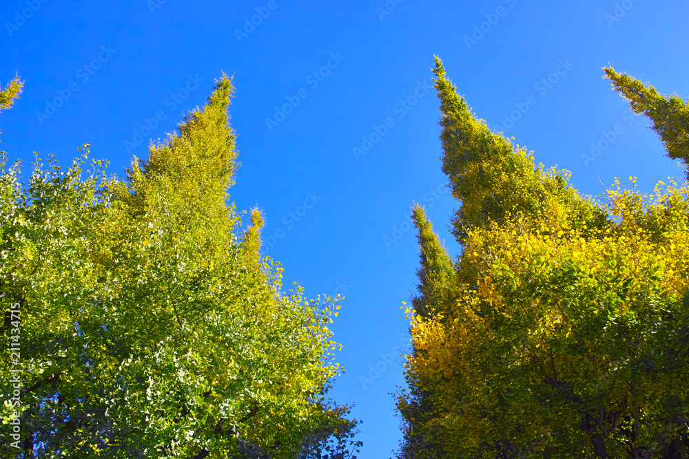 秋の神宮外苑のイチョウ並木

