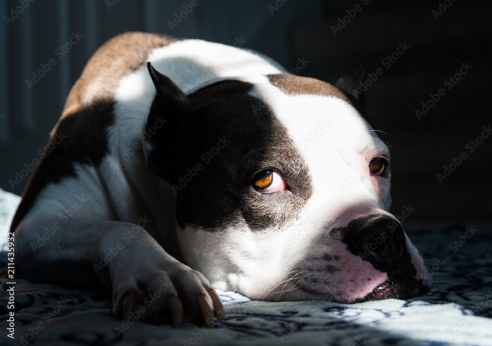 A sleepy exhausted American Staffordshire Terrier Pit Bull dog rests 