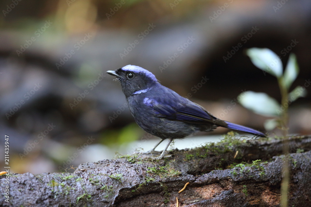 Naklejka premium Large niltava (Niltava grandis decorata) in Da lat, Vietnam