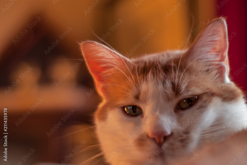 Cat Stare Cat Stare