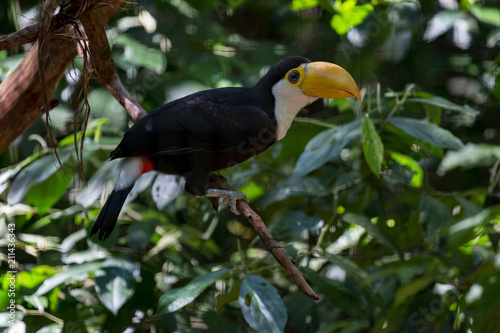 Yellow beak toucan on a branch in forest