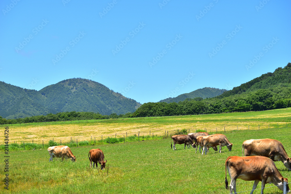 Obraz premium ジャージー牛牧場