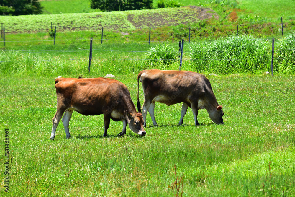Fototapeta premium ジャージー牛