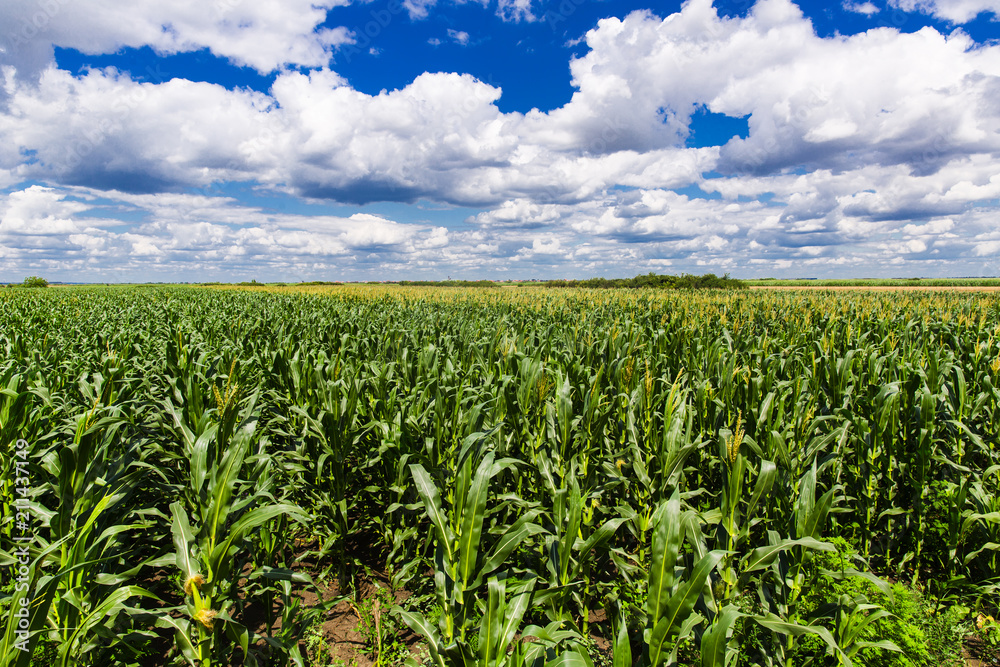 Corn field with blue sky and white cloud Corn field with blue sky and white cloud