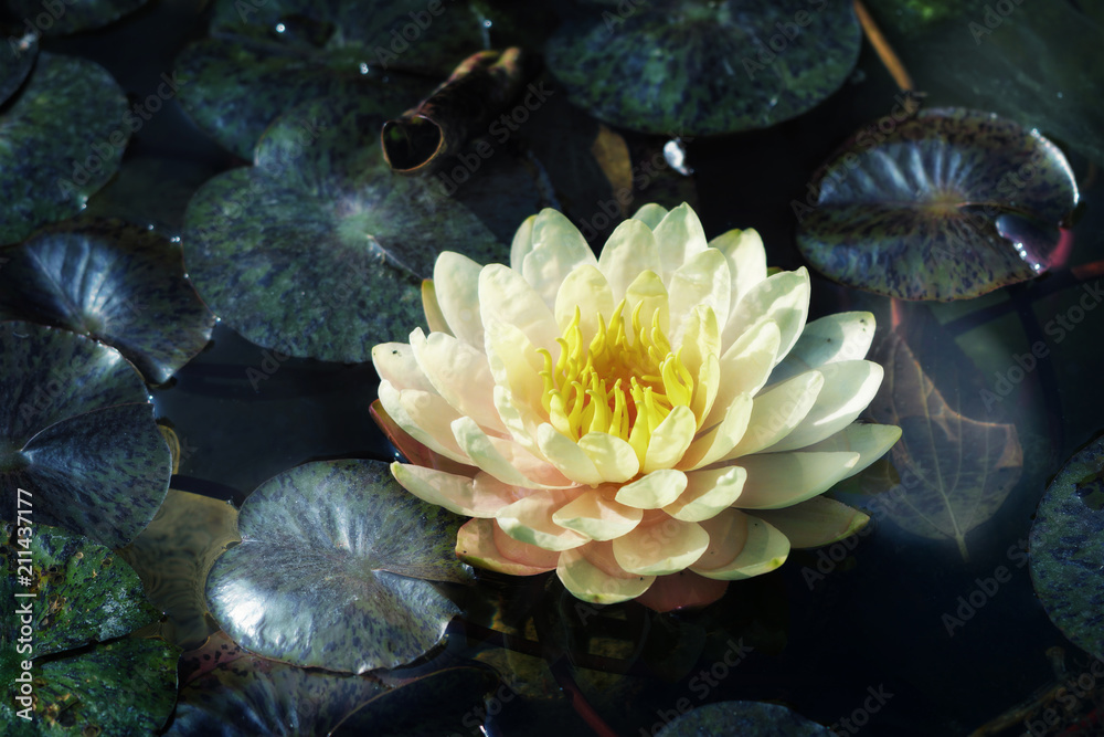 water lily  