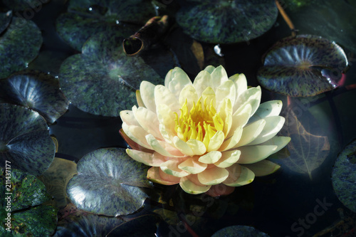 water lily  
