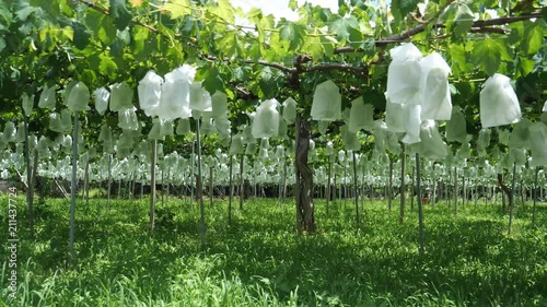 Yamanashi,Japan-June 30, 2018: Grapes hanging from Grape Trellis early in the summer