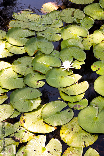 Lily on Lily Pads