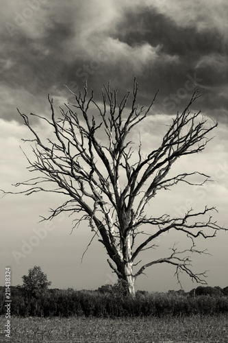 Dead tree stormy sky