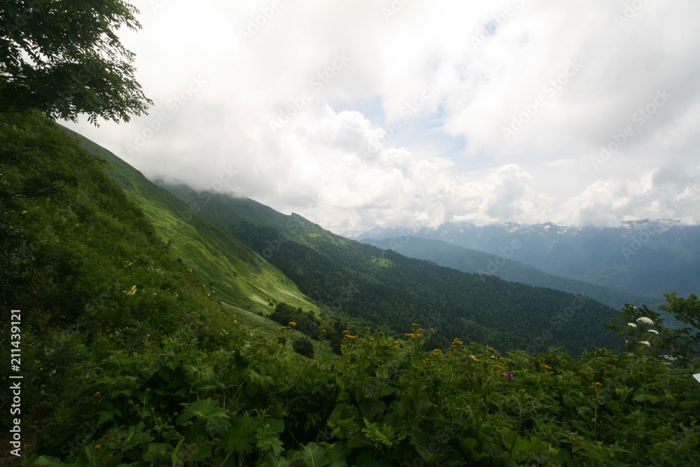 Fototapeta premium Flowering meadows in the Caucasus mountains. On the way to Bzerpinskiy karniz, Sochi.