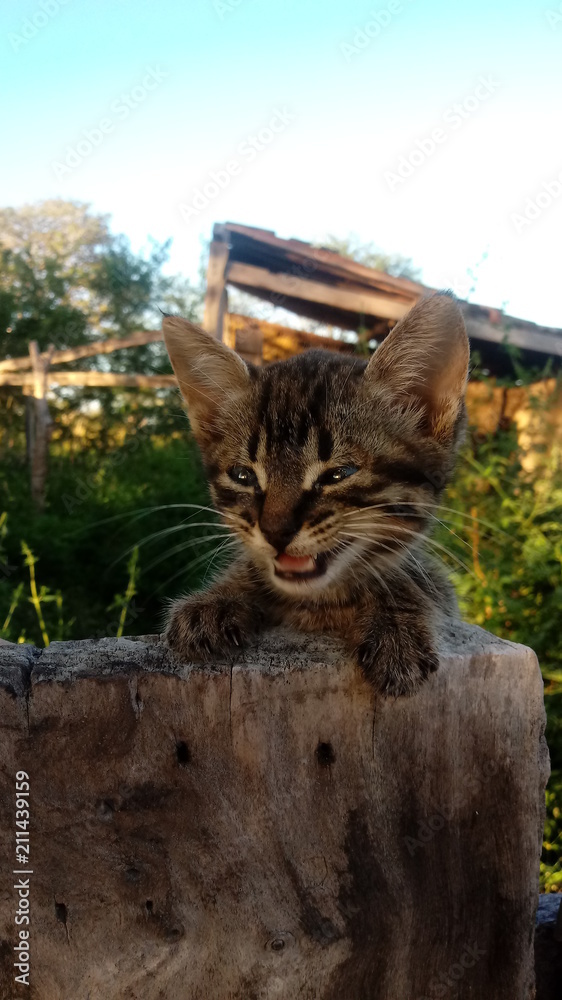 Obraz premium gatinho