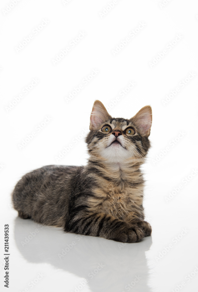 Obraz premium Tabby Kitten On White Background