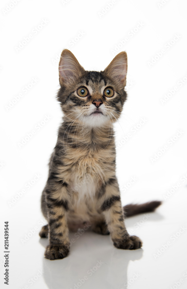 Tabby Kitten On White Background