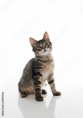 Fototapeta Naklejka Na Ścianę i Meble -  Tabby Kitten On White Background
