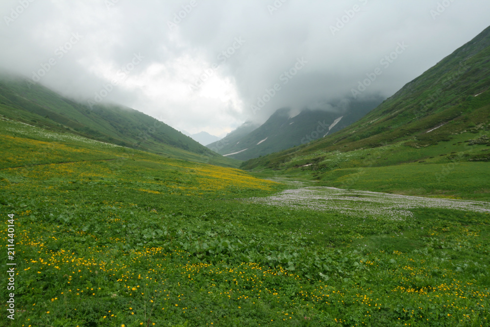 Fototapeta premium Flowering meadow in the Caucasus mountains. Bzerpinskiy karniz, Sochi