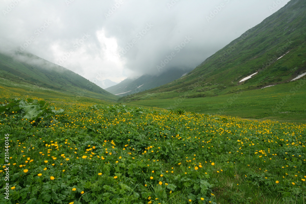 Flowering meadow in the Caucasus mountains. Bzerpinskiy karniz, Sochi