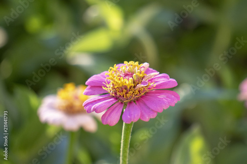 Zinnia  Flowers  Spring Bloom