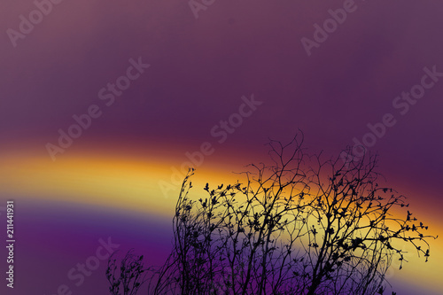 rainbow over colorful sky back silhouette dry branch tree