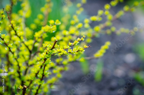 Barberry bush with new leaves in the garden. Selective focus. Shallow depth of field.