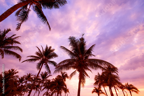 Fototapeta Naklejka Na Ścianę i Meble -  Silhouette of tropical beach during sunset twilight. seascape of summer beach and palm tree at sunset. vintage color tone