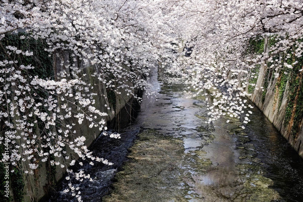 Fototapeta premium Full bloom sakura blossom in Tokyo, Japan