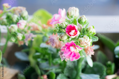 pink flows blooming on morning with flowers blurred background.