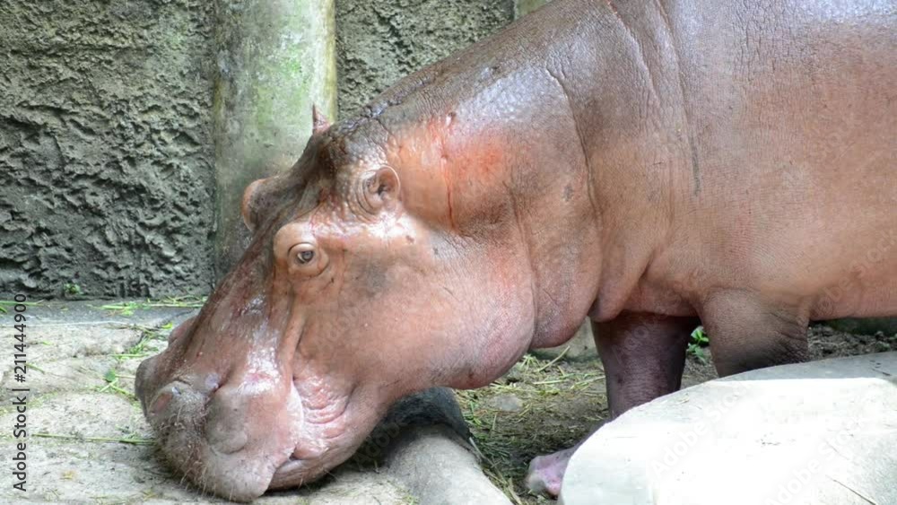 Hippopotamus find food on the floor. Hippopotamus find food on the floor.