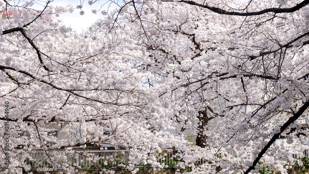 Full bloom sakura blossom in Tokyo, Japan Full bloom sakura blossom in Tokyo, Japan